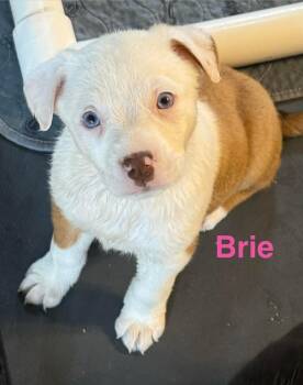 Australian Shepherd and Pit Bull Terrier Dogs Available for Adoption - Virgin River :  Brie | PetCurious