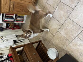 Rescue Husky Dogs for Adoption in Ponchatoula, Louisiana - Rabbit | PetCurious