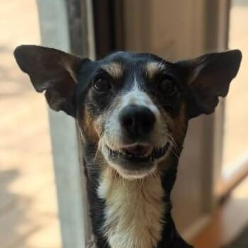 Sherlock (20260707-01) -  Miniature Dachshund and Chihuahua Dog for Adoption in Niagara Falls, Ontario - Sherlock (20260707-01) | PetCurious