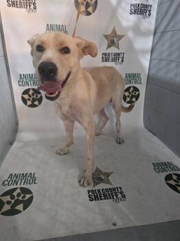 Q-BERT -  Labrador Retriever Dog for Adoption in Winter Haven, Florida - Q-BERT | PetCurious