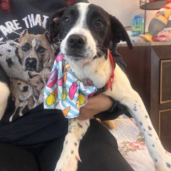 Hound Dogs Available for Adoption in Belleville, Illinois - Pax | PetCurious