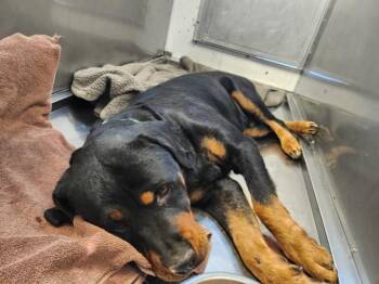 A175891 -  Mixed Breed Dog for Adoption in Santa Fe, New Mexico - A175891 | PetCurious
