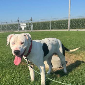 Rescue Pit Bull Terrier Dogs for Adoption - Chop | PetCurious