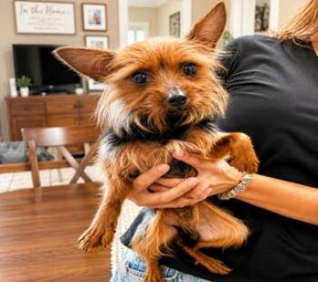 Thomas -  Yorkshire Terrier Dog for Adoption in Tifton, Georgia - Thomas | PetCurious