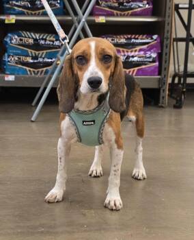Louise -  Beagle Dog for Adoption in Newport, Kentucky - Louise | PetCurious