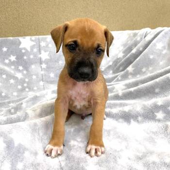 Percy -  Boxer and Mixed Breed Dog for Adoption in Monroe, Georgia - Percy | PetCurious