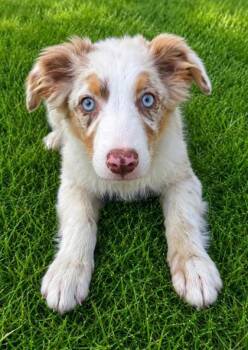 Angel -  Australian Shepherd Dog for Adoption in Malvern, Pennsylvania - Angel | PetCurious