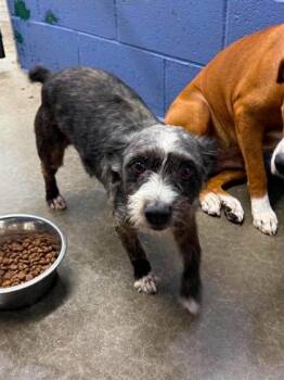 Fido -  Mixed Breed Dog for Adoption in Leitchfield, Kentucky - Fido | PetCurious