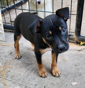 Charlotte -  Pug and Miniature Pinscher Dog for Adoption in Liberty Center, Ohio - Charlotte | PetCurious