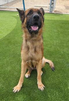 NALA -  German Shepherd Dog Dog for Adoption in Lathrop, California - NALA | PetCurious