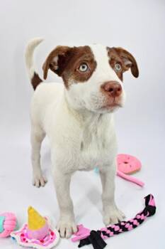 Australian Shepherd and Mixed Breed Dogs Available for Adoption in Morton Grove, Illinois - Angel | PetCurious