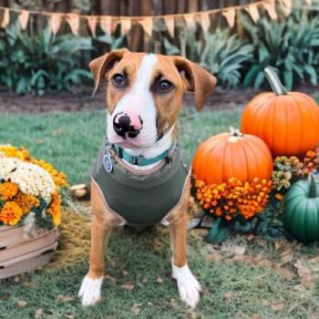 Rescue Pit Bull Terrier Dogs for Adoption in Fort Worth, Texas - Bingo | PetCurious