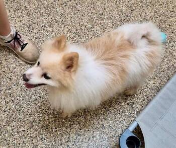 Achilles -  Pomeranian Dog for Adoption in Forsyth, Georgia - Achilles | PetCurious