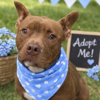 Bulldog Dogs Available for Adoption - Honey Almond  | PetCurious