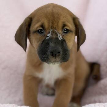Chalk Pup - Tailor -  Spaniel and Terrier Dog for Adoption in San Diego, California - Chalk Pup - Tailor | PetCurious