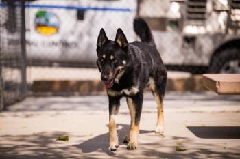 Shepherd Dogs Available for Adoption - Diesel | PetCurious