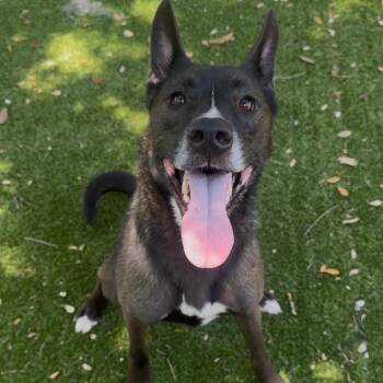Husky Dogs Available for Adoption in Port Charlotte, Florida - Blaze | PetCurious