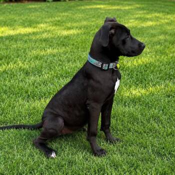 Dahlia -  Great Dane and Pit Bull Terrier Dog for Adoption in Shinnston, West Virginia - Dahlia | PetCurious