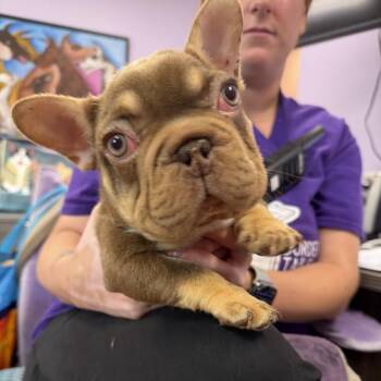 Taffy -  French Bulldog Dog for Adoption in Northbrook, Illinois - Taffy | PetCurious