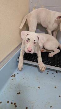 Cincy - Cuba -  Boxer Dog for Adoption in Monticello, New York - Cincy - Cuba | PetCurious