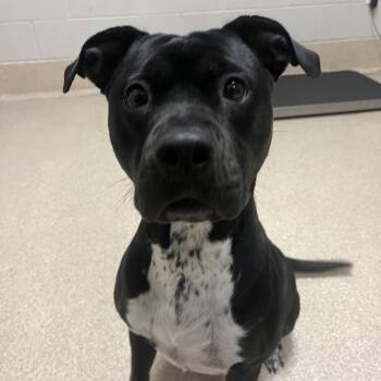 Onyx -  Pit Bull Terrier Dog for Adoption in Bristol, Indiana - Onyx | PetCurious