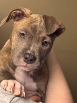 Staffordshire Bull Terrier Dogs Available for Adoption - Sidney | PetCurious