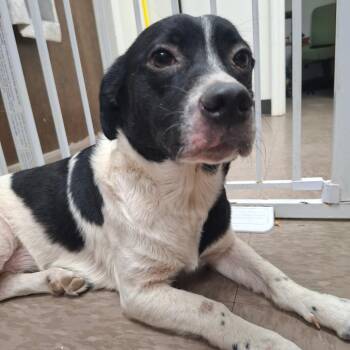 Moo -  Dachshund and Border Collie Dog for Adoption in Parrish, Alabama - Moo | PetCurious