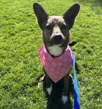 Shepherd Dogs Available for Adoption in Logan, Utah - Charlie (Turkey) | PetCurious