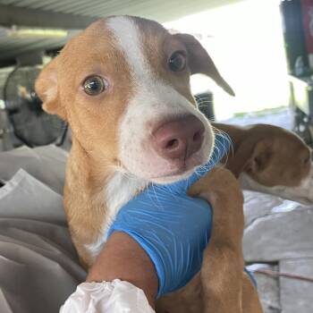 Plum -  Shepherd Dog for Adoption in Edinburg, Texas - Plum | PetCurious
