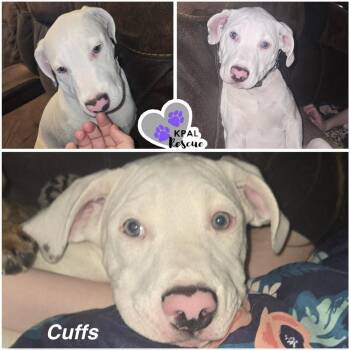 Mixed Breed Dogs Available for Adoption - Cuffs - Cops & Robbers Litter | PetCurious