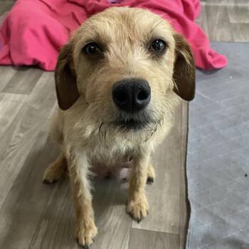 Border Terrier and Terrier Dogs Available for Adoption - Gardenia | PetCurious