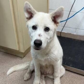 Chip -  Great Pyrenees and Shepherd Dog for Adoption in Ardmore, Oklahoma - Chip | PetCurious
