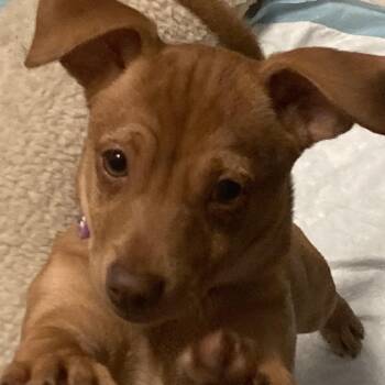 Rescue Chiweenie Dogs for Adoption in Houston, Texas - Brie-Eight Thousand Pounds Of Love And Laughes In An 8lb Bag | PetCurious