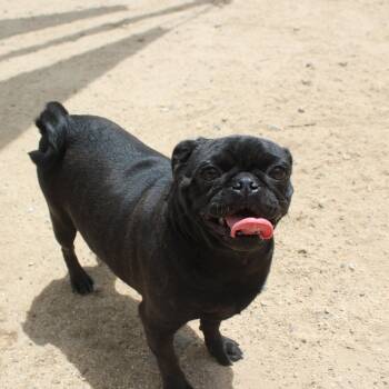 Pug Dogs Available for Adoption in Yucca Valley, California - Nyx | PetCurious