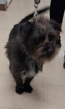 BLUE -  Schnauzer and Mixed Breed Dog for Adoption in Killeen, Texas - BLUE | PetCurious
