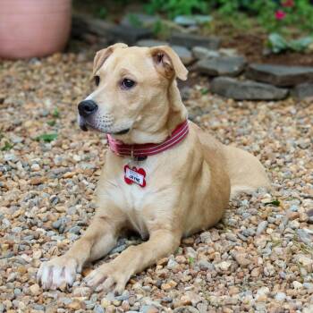 Labrador Retriever Dogs Available for Adoption in Wake Forest, North Carolina - Jayne | PetCurious