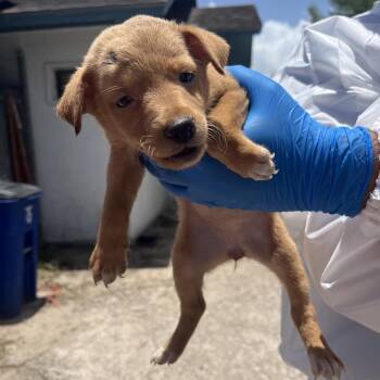 Blueberry -  Shepherd Dog for Adoption in Edinburg, Texas - Blueberry | PetCurious