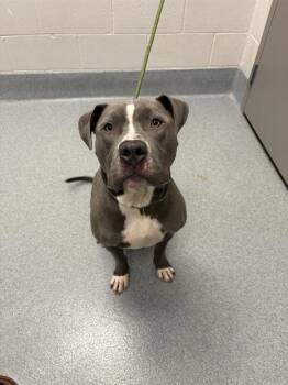 MOSES -  Pit Bull Terrier Dog for Adoption in Indianapolis, Indiana - MOSES | PetCurious