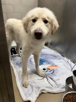 Kaizer -  Labrador Retriever and Mixed Breed Dog for Adoption in Farmers Branch, Texas - Kaizer | PetCurious