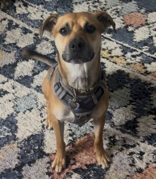 Rescue Terrier and Hound Dogs for Adoption in Galena, Ohio - Petie | PetCurious