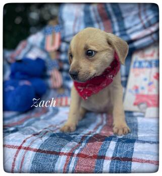 Zach -  Hound Dog for Adoption in Sebring, Florida - Zach | PetCurious