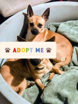 Chihuahua and Miniature Pinscher Dogs Available for Adoption - Dot | PetCurious