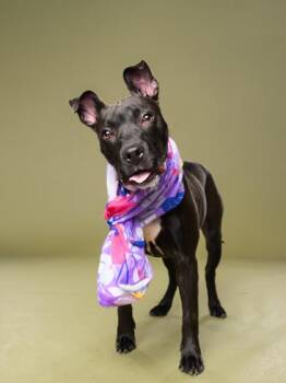 American Staffordshire Terrier and Mixed Breed Dogs Available for Adoption in Atlanta, Georgia - Tazzy | PetCurious