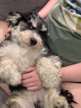 Bebe -  Cavapoo Dog for Adoption in Toronto, Ontario - Bebe | PetCurious