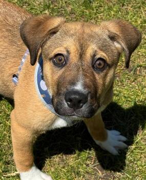 Shepherd Dogs Available for Adoption in Grayslake, Illinois - Dash | PetCurious