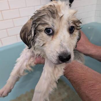 Coconut -  Great Pyrenees Dog for Adoption in Minneapolis, Minnesota - Coconut | PetCurious