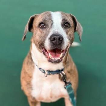 Artie -  American Staffordshire Terrier and Mixed Breed Dog for Adoption in Richmond, Virginia - Artie | PetCurious
