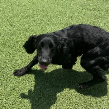 Nikki 5665 -  English Cocker Spaniel Dog for Adoption in Loxahatchee Groves, Florida - Nikki 5665 | PetCurious