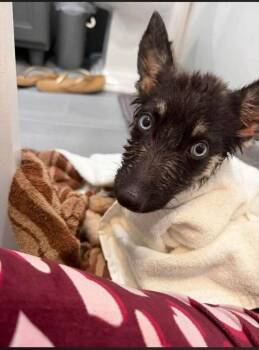 Dutch (AL) -  Shepherd Dog for Adoption in New York, New York - Dutch (AL) | PetCurious
