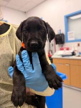 Buck (Bx11) -  Labrador Retriever and Golden Retriever Dog for Adoption in Hartsville, South Carolina - Buck (Bx11) | PetCurious